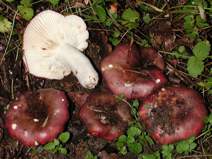 Russula undulata