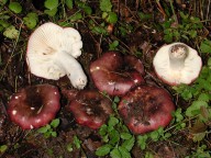 Russula undulata