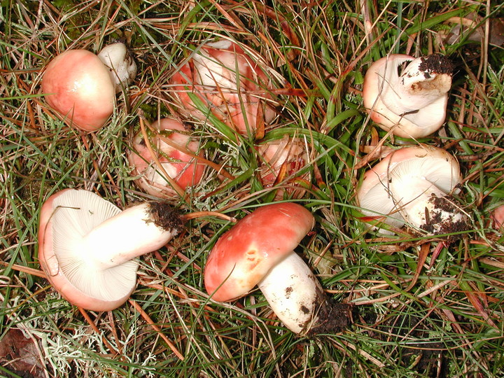 Russula sanguinea