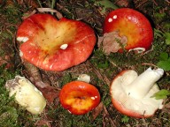 Russula aurea