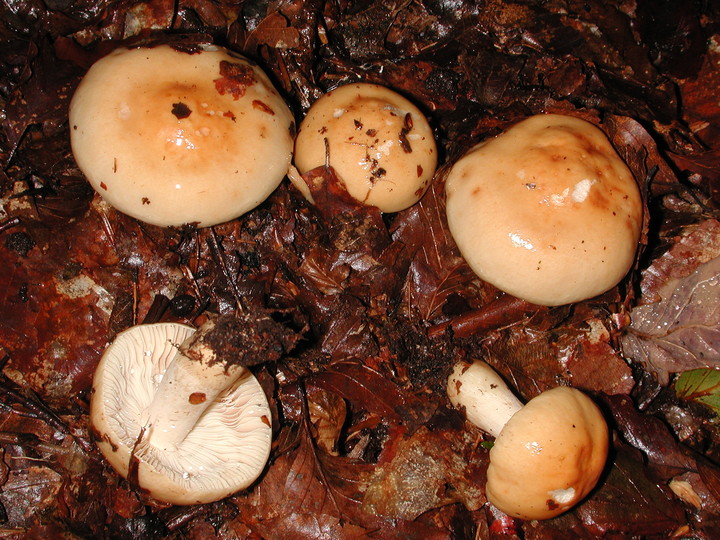 Russula fellea