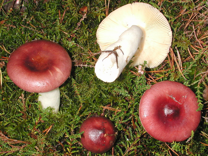 Russula coerulea