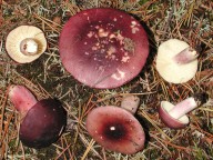 Russula sardonia