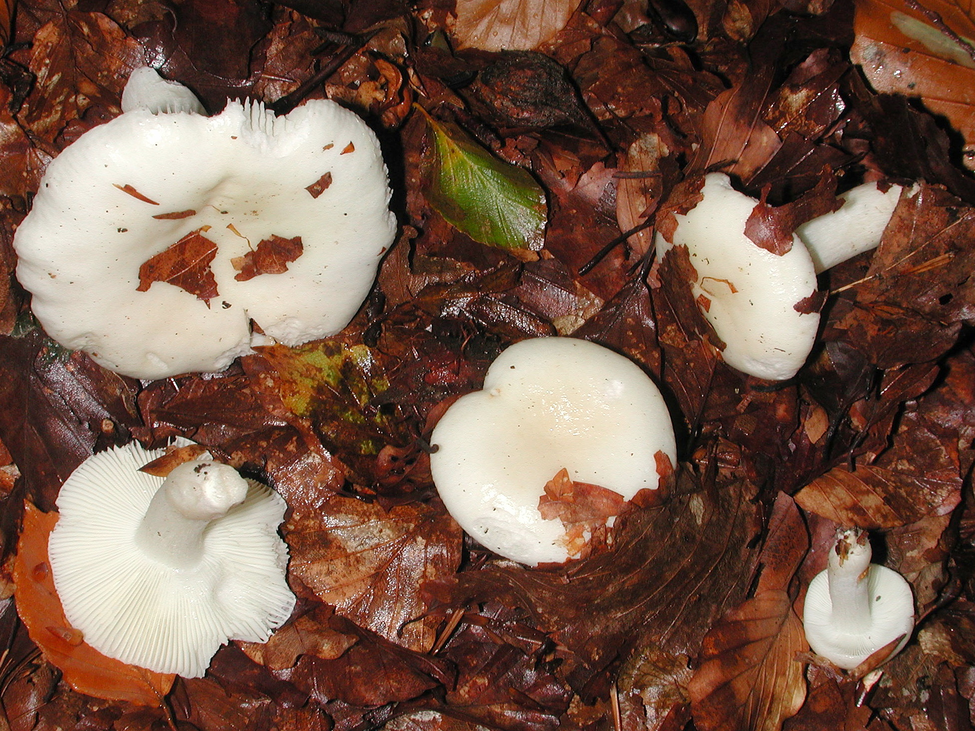 Russula raoultii