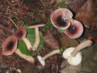 Russula alnetorum