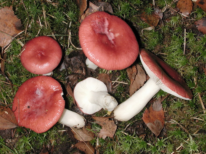 www.stridvall.se/fungi/albums/Russula/AAAA3527.sized.jpg