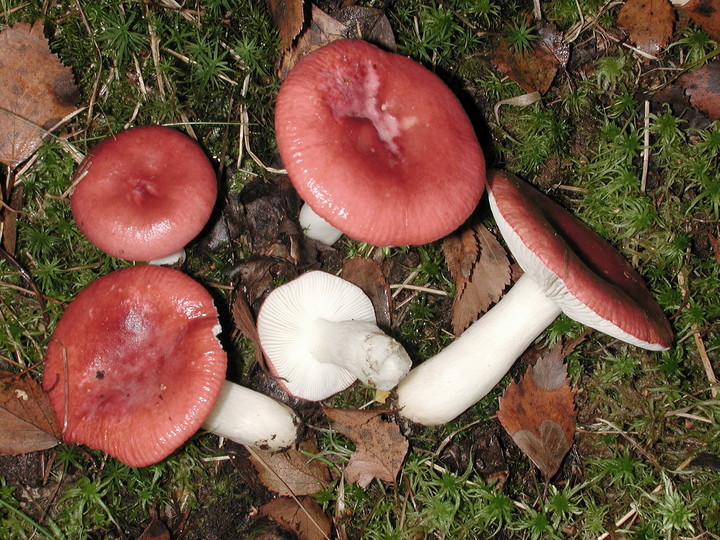 Russula aquosa