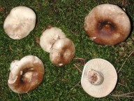 Russula densifolia