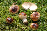 Russula foetens