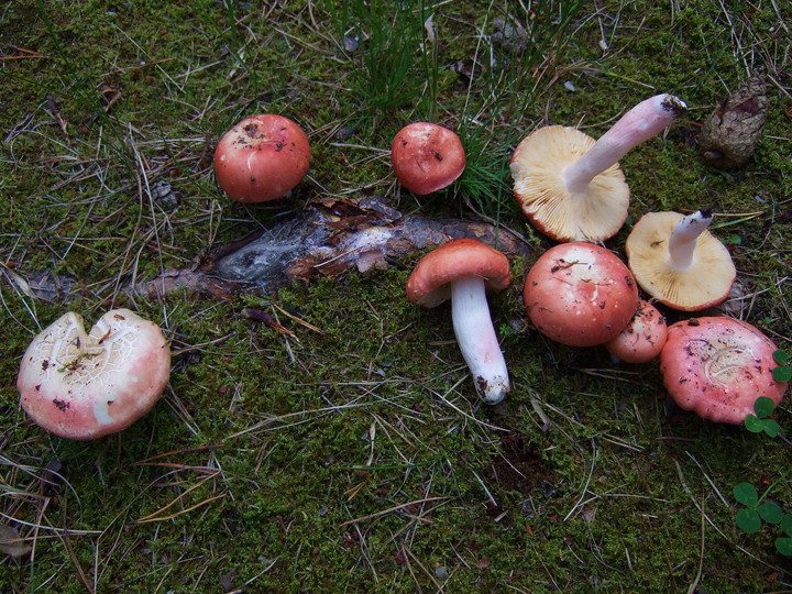 Russula roseipes