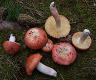 Russula roseipes