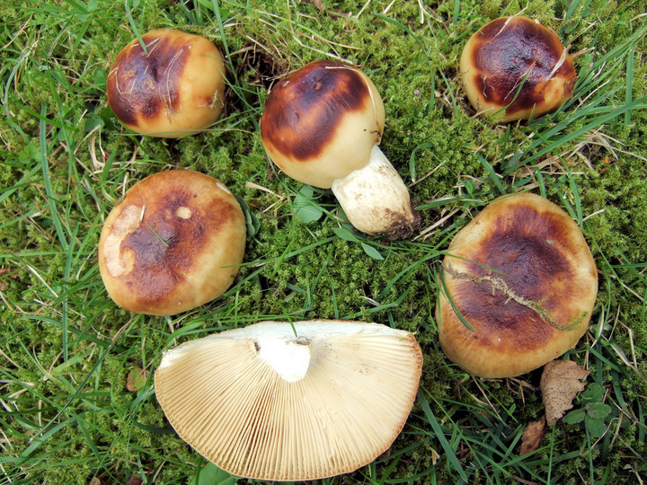 Russula foetens