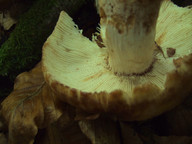 Russula illota