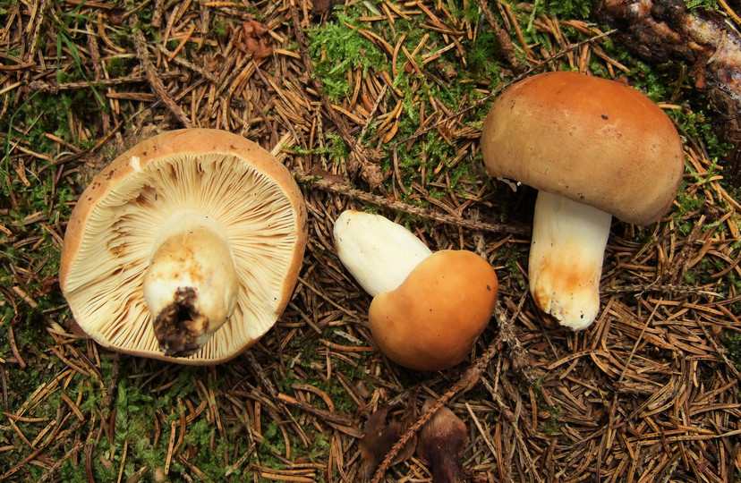 Russula mustellina