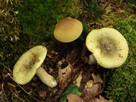 Russula aeruginea