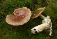 Russula mustellina