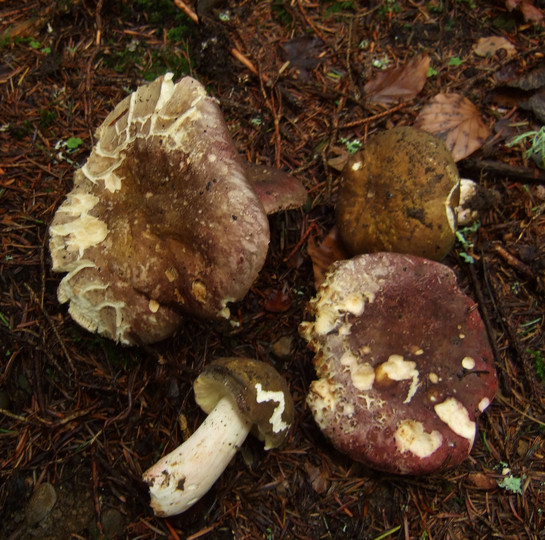 Russula olivacea