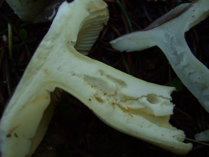 Russula cavipes