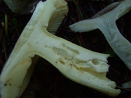 Russula cavipes