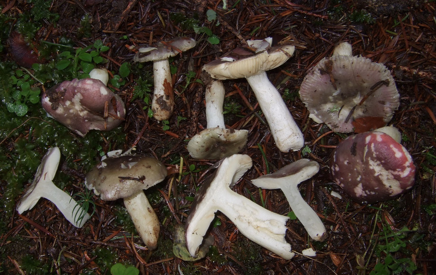 Russula cavipes