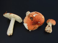 Russula velutipes