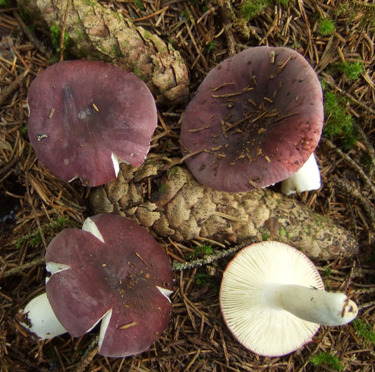 Russula azurea