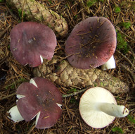 Russula azurea