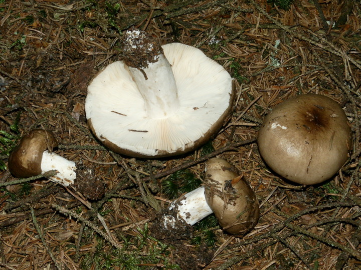 Russula consobrina