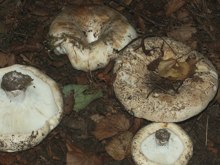 Russula delica