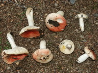 Russula luteotacta