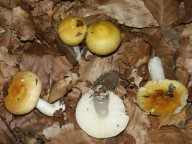 Russula solaris