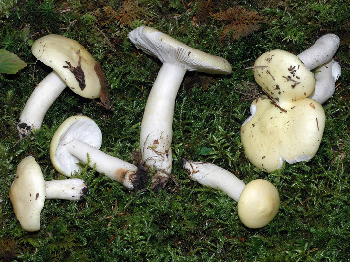 Russula ochroleuca