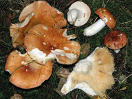 Russula intermedia