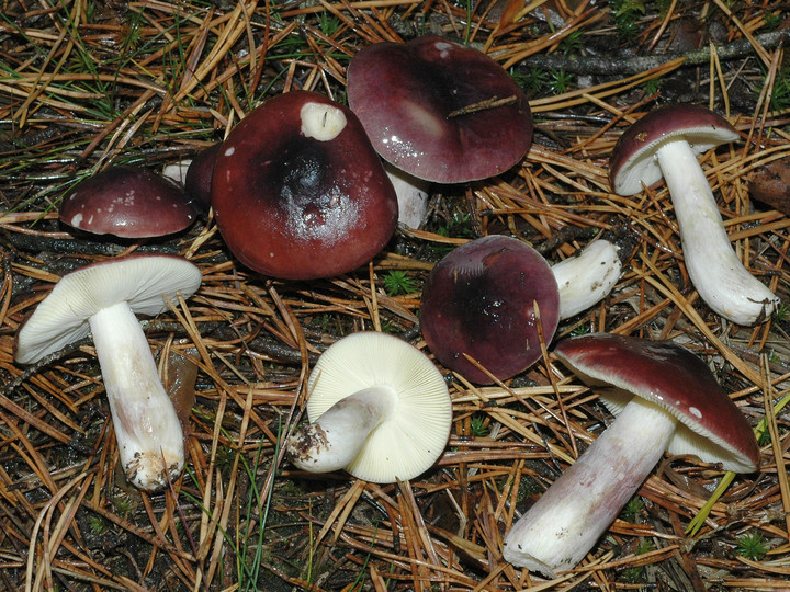 Russula sardonia