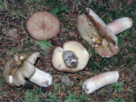 Russula crassipes