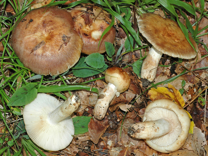 Russula illota