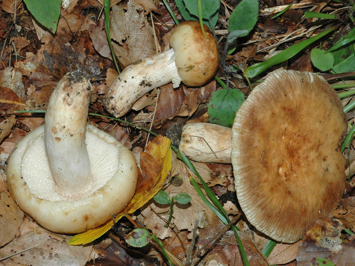 Russula illota