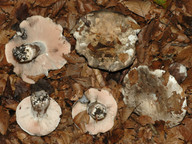 Russula anthracina