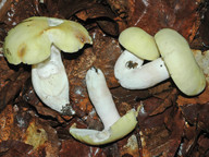 Russula violeipes