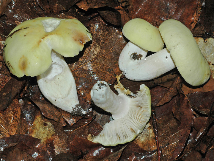 Russula violeipes