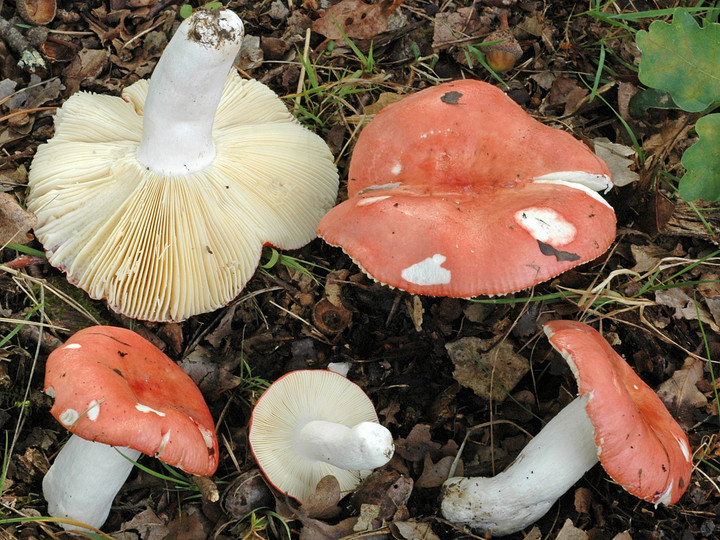 Russula pseudointegra