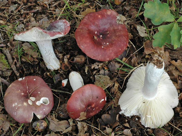 Russula undulata