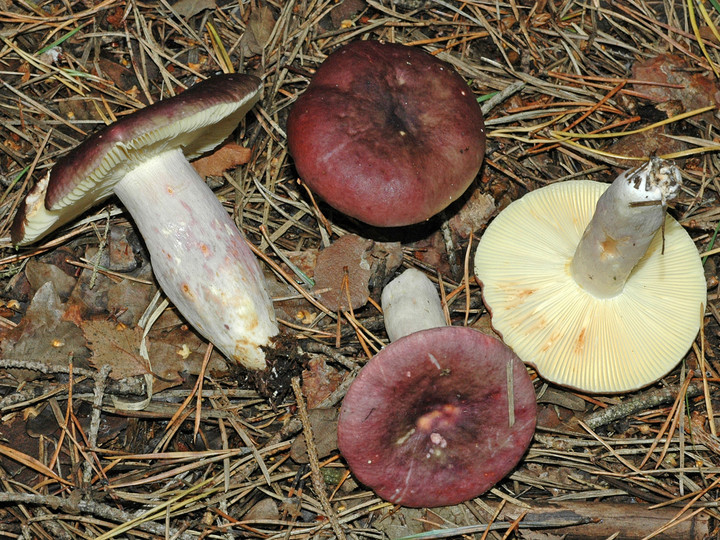 Russula sardonia