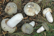 Russula virescens