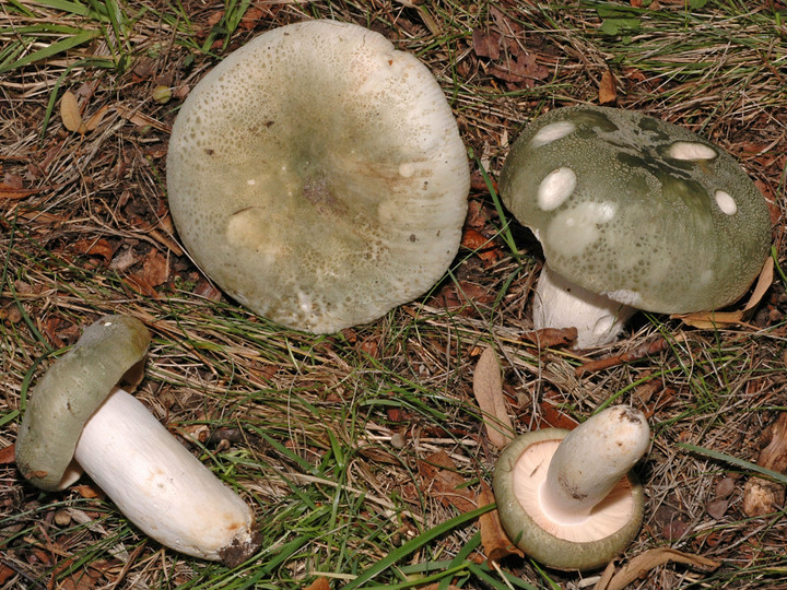 Russula virescens