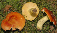 Russula aurea