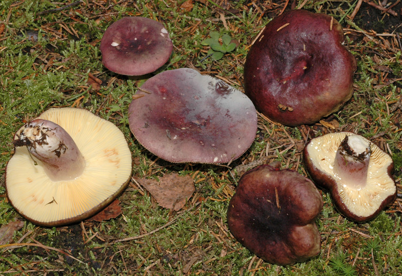 Russula sardonia