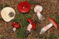 Russula rhodopoda