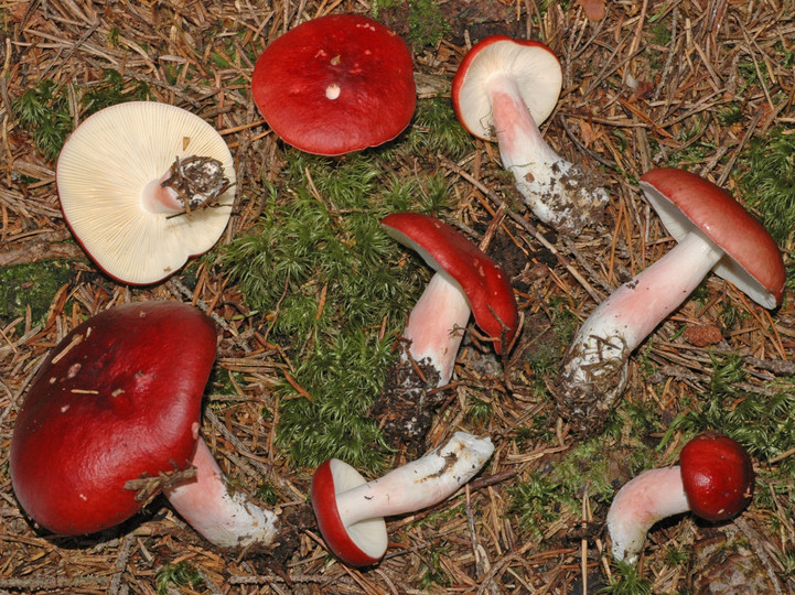 Russula rhodopoda