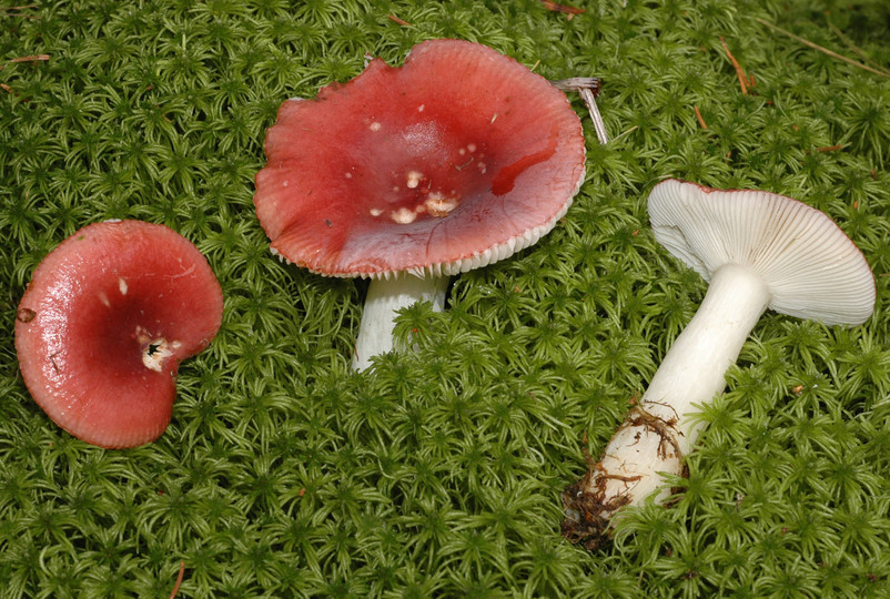 Russula aquosa